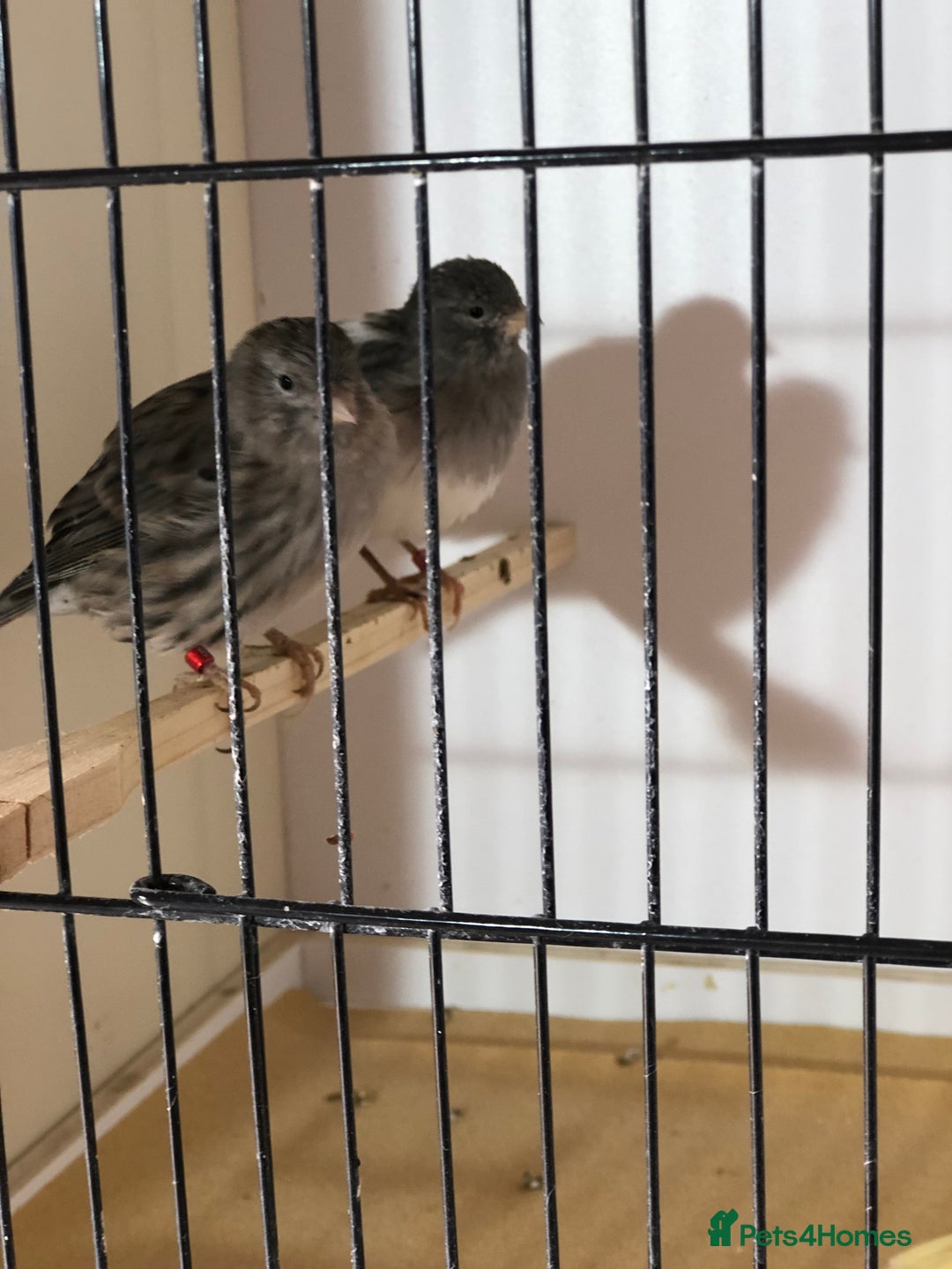Canaries birds for sale: Fife canaries for sale 2025 bred - Image 15