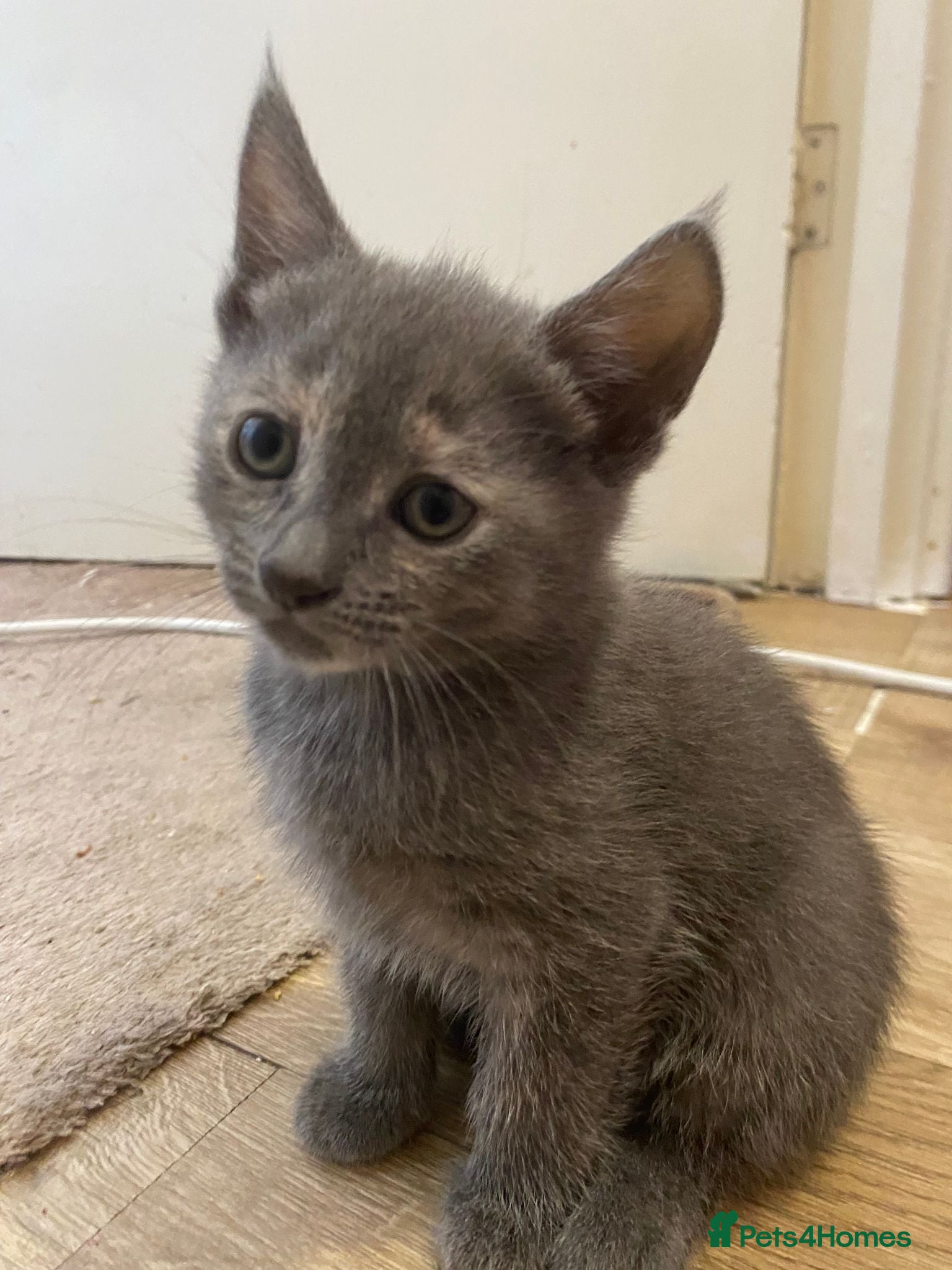 British Shorthair cats Final 2 ! British Blue Cross Kittens – Ready NOW! - Advert 4