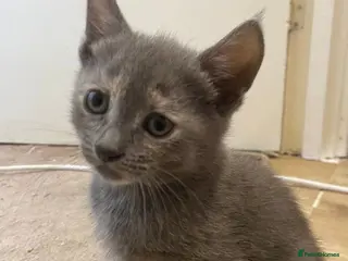 British Shorthair cats Final 2 ! British Blue Cross Kittens – Ready NOW! - Advert 4
