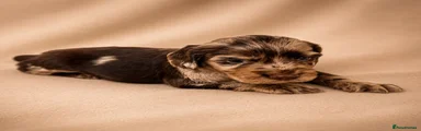 Cocker Spaniel 2