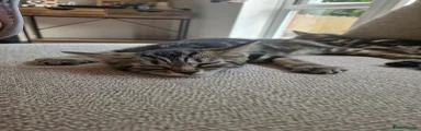 Domestic Shorthair 1