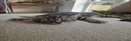 Domestic Shorthair cats for sale: Ready to go  - Advert 7
