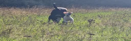 Mixed Breed dogs for sale: Freya the whippet lurcher.  - Advert 7