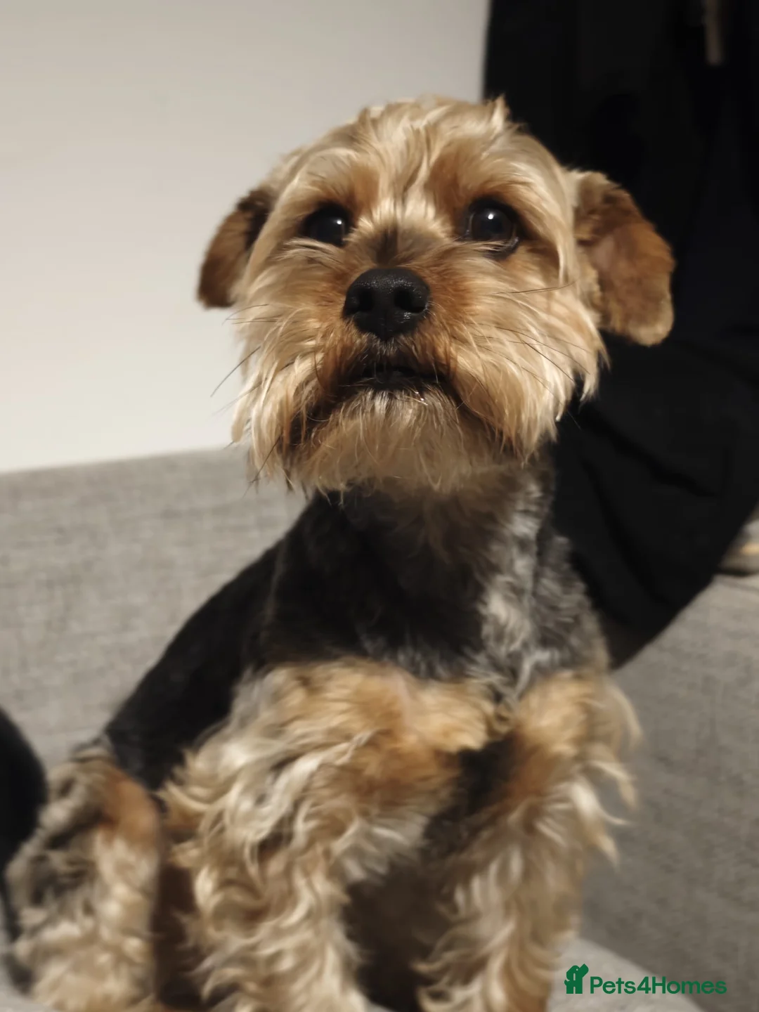Yorkshire Terrier dogs for sale: Yorkshire Terrier–microchipped,vaccine,vet checked - Advert 2