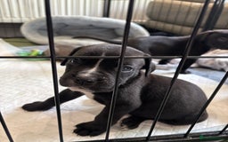 Mixed Breed dogs for sale: canó corso cross british bulldog puppy’s  - Image 34