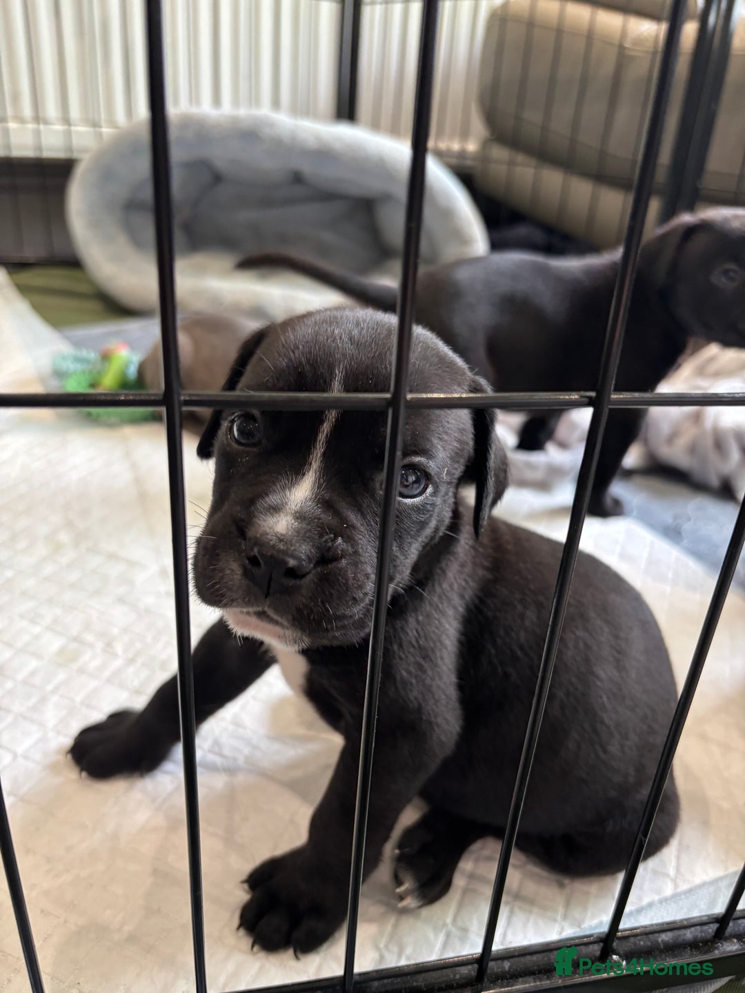 Mixed Breed dogs for sale: canó corso cross british bulldog puppy’s  - Image 34