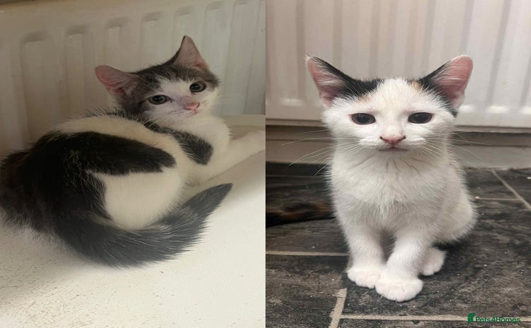 Mixed Breed cats - Advert 16