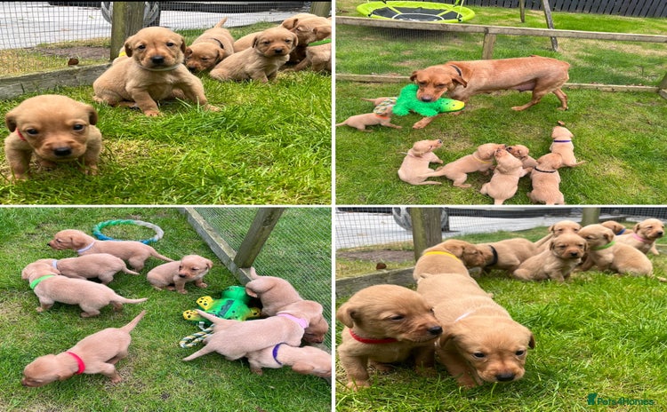 Labrador Retriever dogs - Advert 12