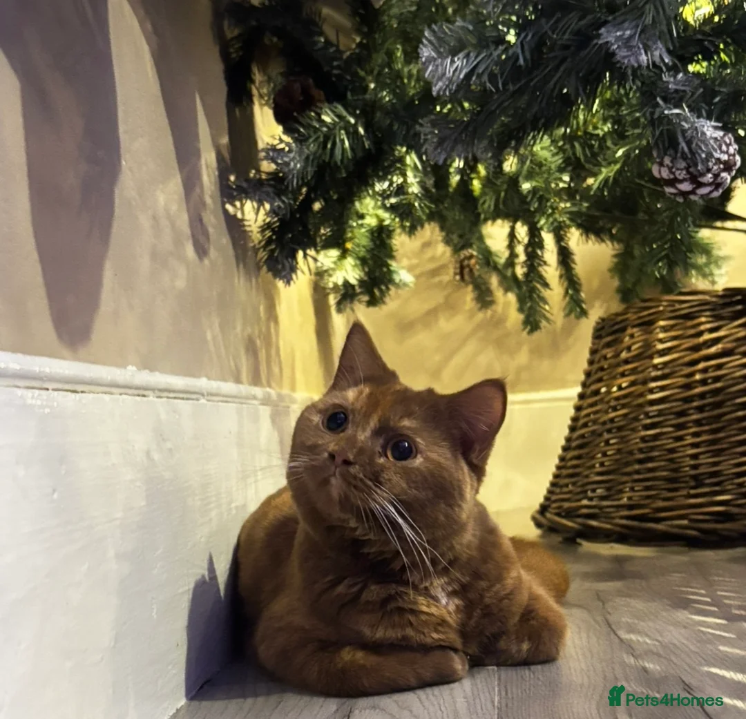 British Shorthair cats for sale: STUNNING TORTOISESHELL BRITISH SHORTHAIR  - Advert 2