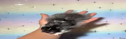 Hamster rodents for sale: STUNNING TAME PEDIGREE SYRIAN HAMSTERS - Advert 8
