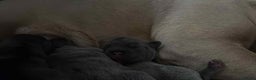 French Bulldog dogs for sale: Stunning french bulldog puppies - Advert 8