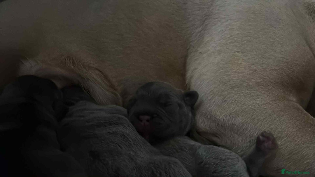 French Bulldog dogs for sale: Stunning french bulldog puppies - Advert 8