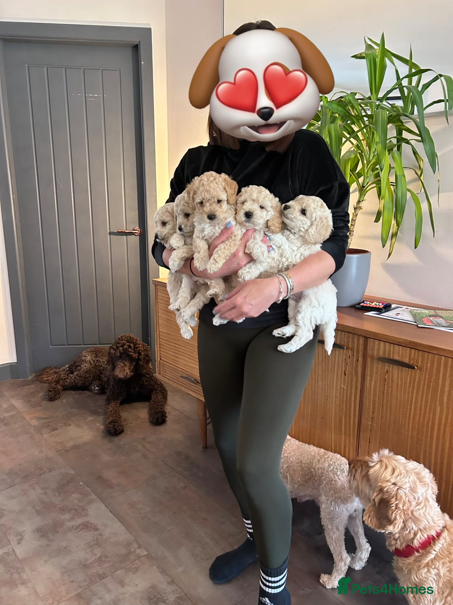 Cockapoo dogs Stunning blonde beauties 💎🌸 - Advert 2