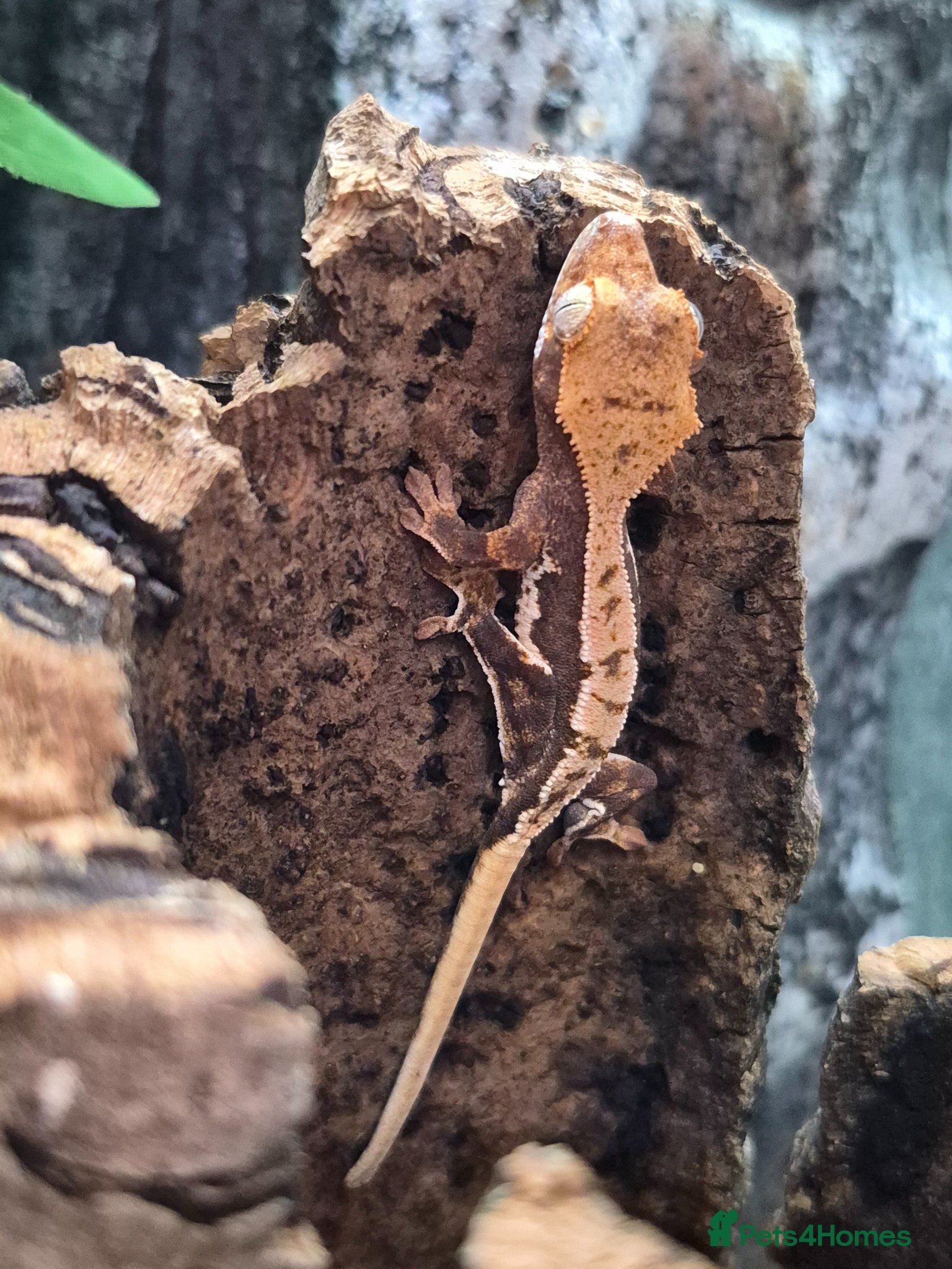 Gecko reptiles Lily white crested geckos - Advert 1