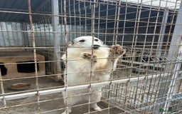 Mixed Breed dogs for adoption: Elena - Marlborough Wiltshire  - Advert 9