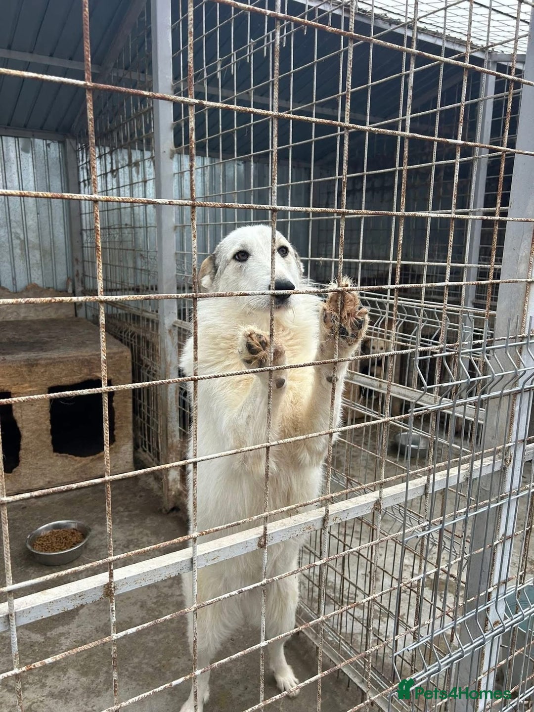 Mixed Breed dogs for adoption: Elena - Marlborough Wiltshire  - Advert 9