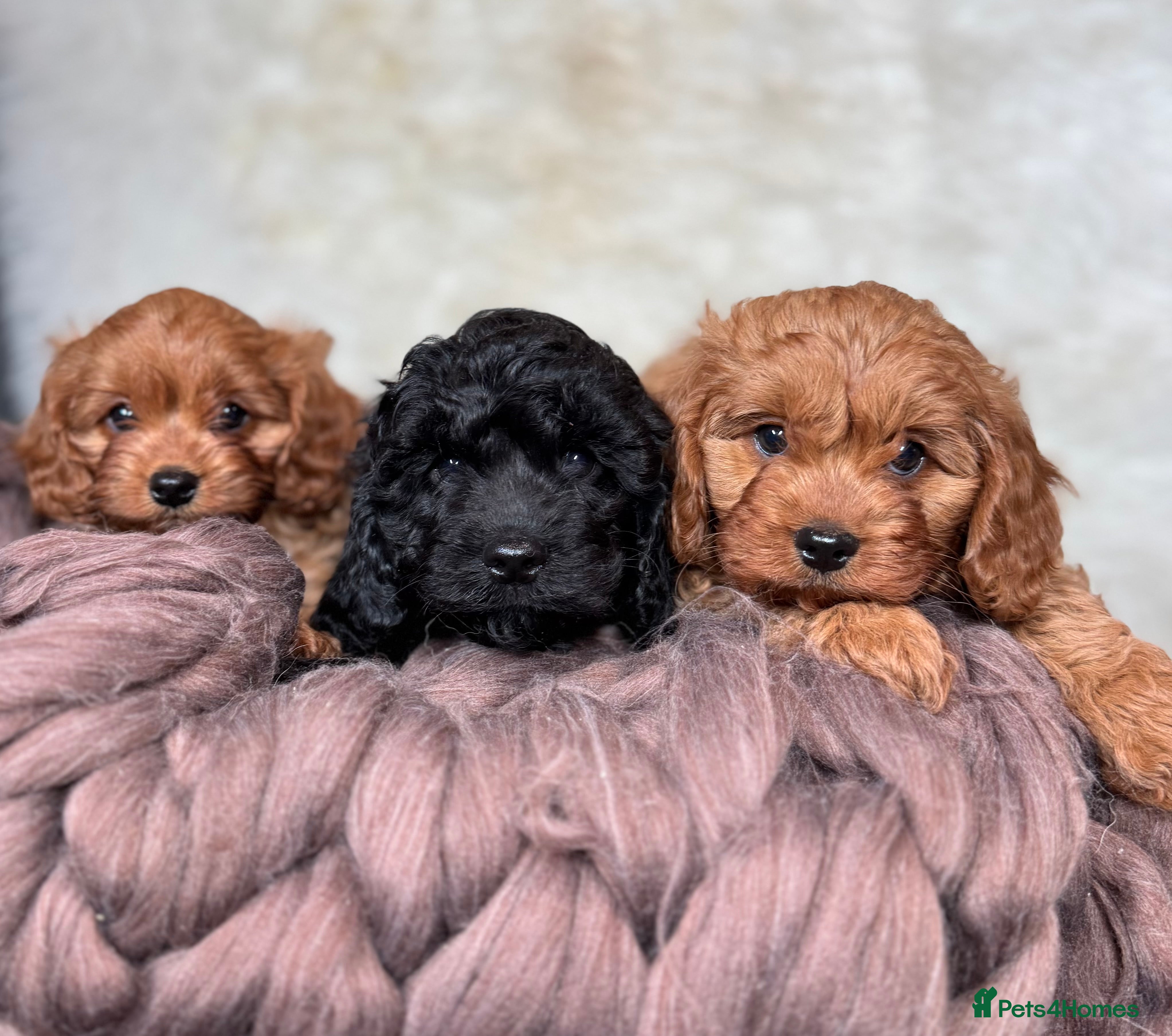 Cavapoo dogs F1 DNA tested Cavapoo puppies - Advert 10