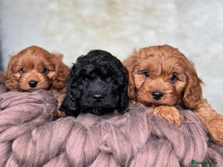 Cavapoo dogs F1 DNA tested Cavapoo puppies - Advert 1