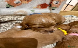 Cavapoo dogs for sale: Cavapoo Pups  - Image 5