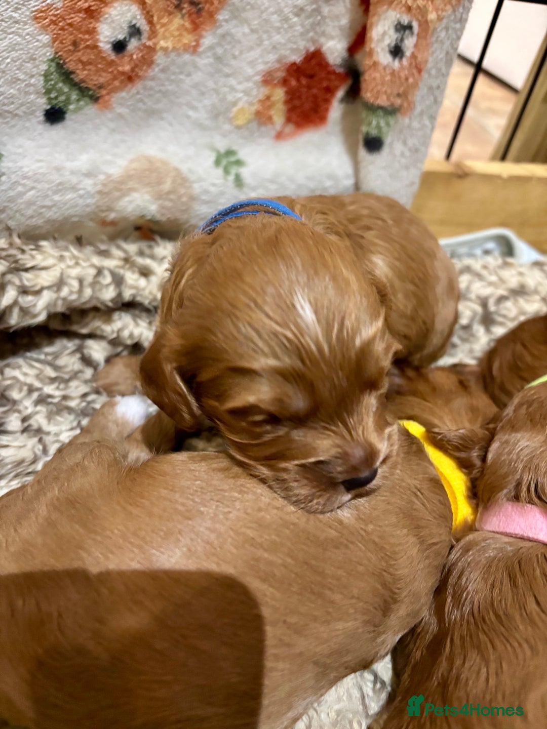 Cavapoo dogs for sale: Cavapoo Pups  - Image 5