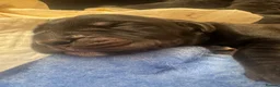 Cane Corso dogs for sale: Cane corso litter  - Advert 21