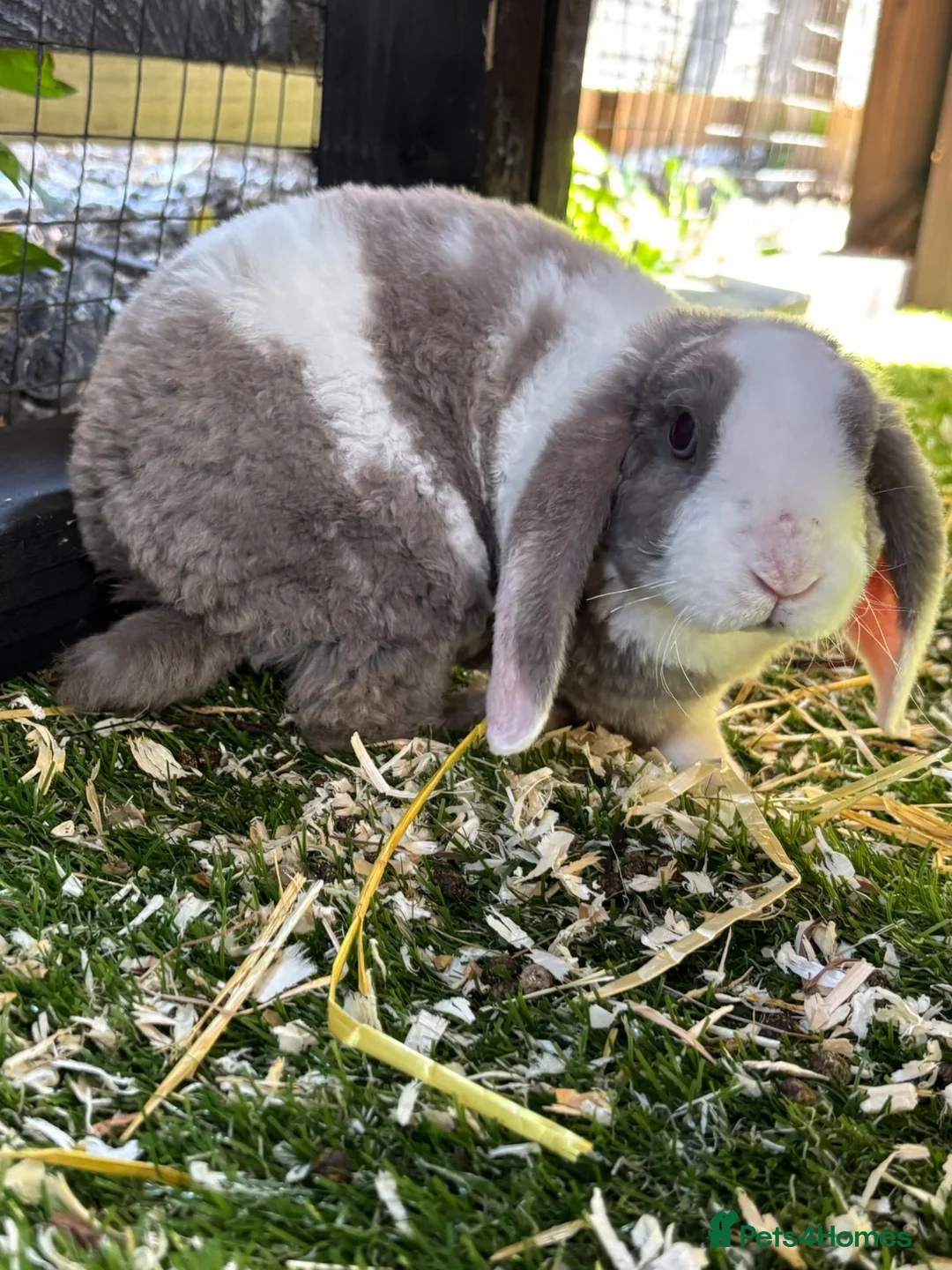 English Lop rabbits for sale: Nuggets  - Advert 1
