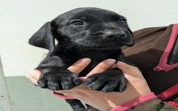 Labrador Retriever dogs for sale: FULLY HEALTH TESTED PARENTS,Smart,Tidy Lab Puppies - Image 12