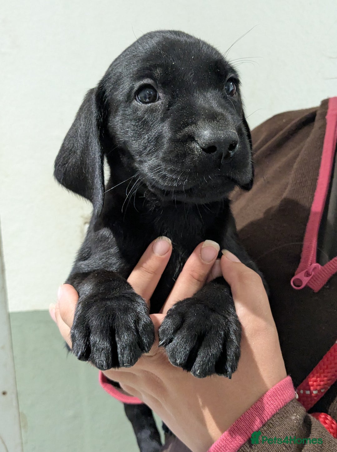 Labrador Retriever dogs for sale: FULLY HEALTH TESTED PARENTS,Smart,Tidy Lab Puppies - Image 12