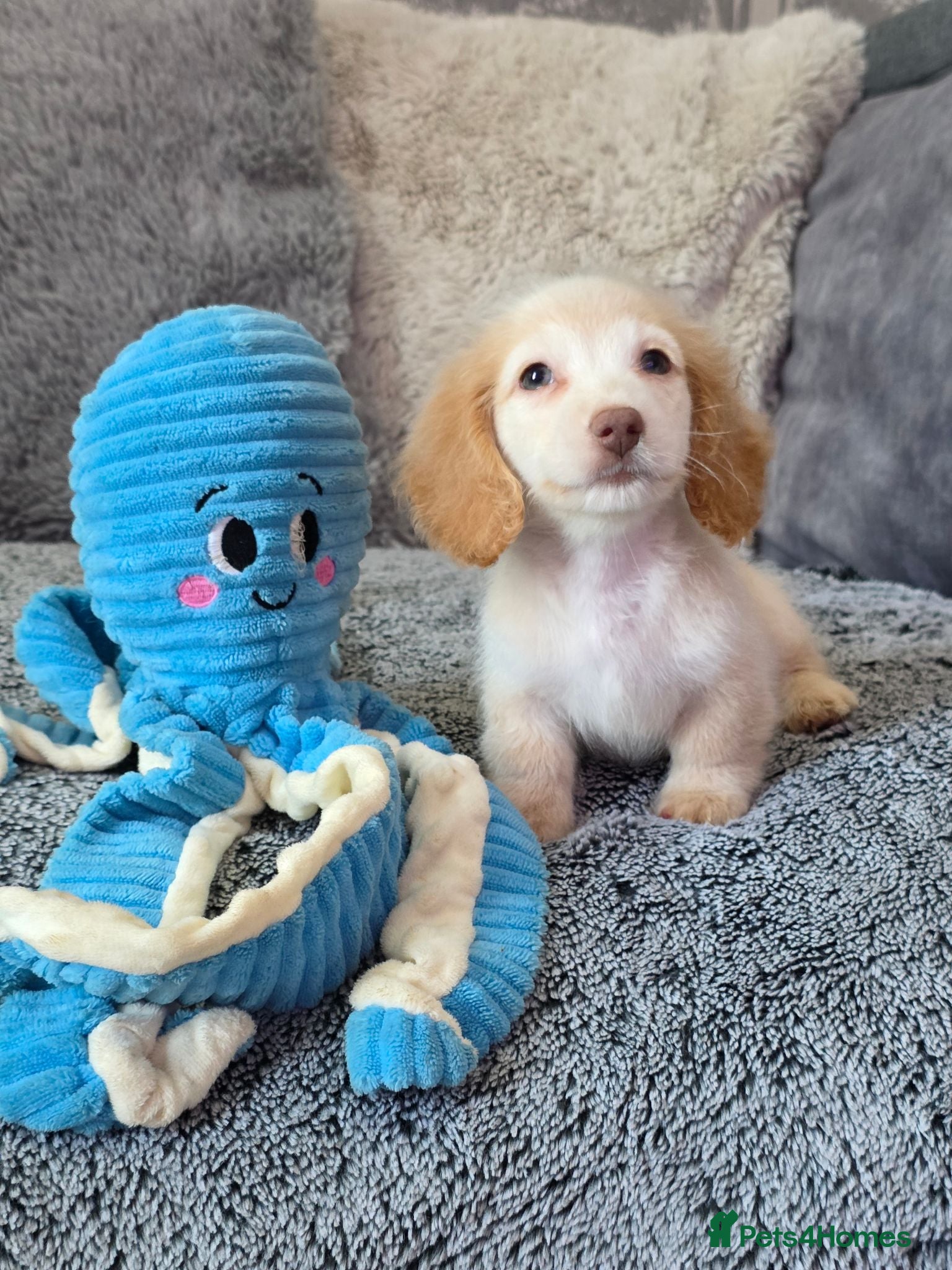 Miniature Dachshund dogs Cream male miniature Dachshund males - Advert 10