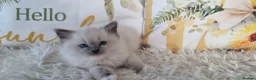 Ragdoll cats for sale: 💕BEAUTIFUL TICA REGISTERED RAGDOLLS KITTENS 💕 - Advert 12