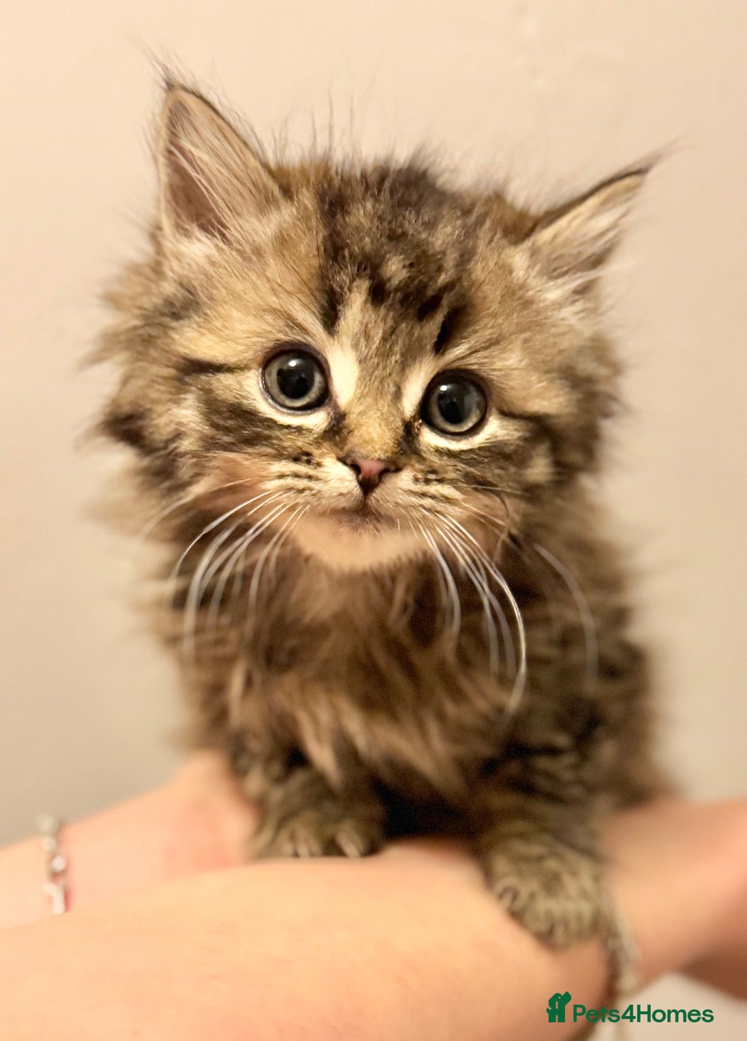 Savannah cats for sale: Stunning Savannah Cross kittens, ready now - Advert 9