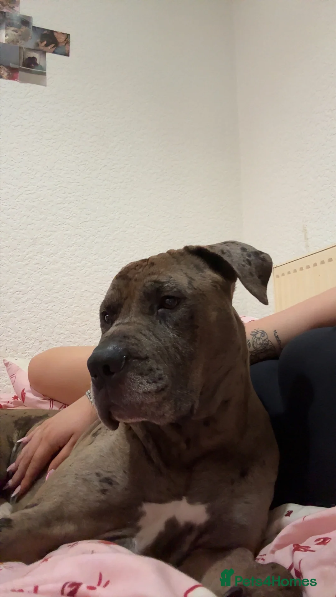 Mastiff dogs for sale: Kash  in Hartlepool - Advert 6