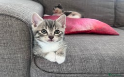 Mixed Breed cats for sale: Beautifully unique kittens - Image 12