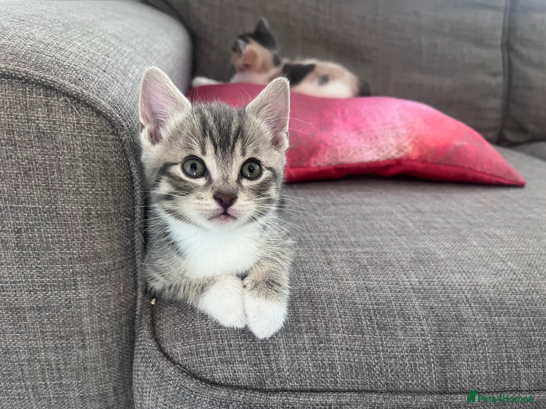 Mixed Breed cats for sale: Beautifully unique kittens - Image 12