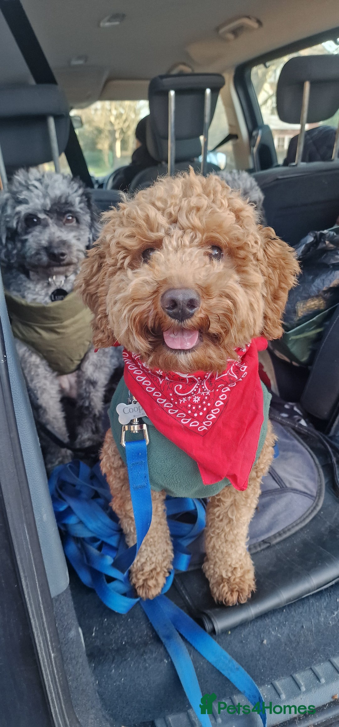 Cockapoo dogs for sale: Apricot coloured cockapoo boy - Advert 3