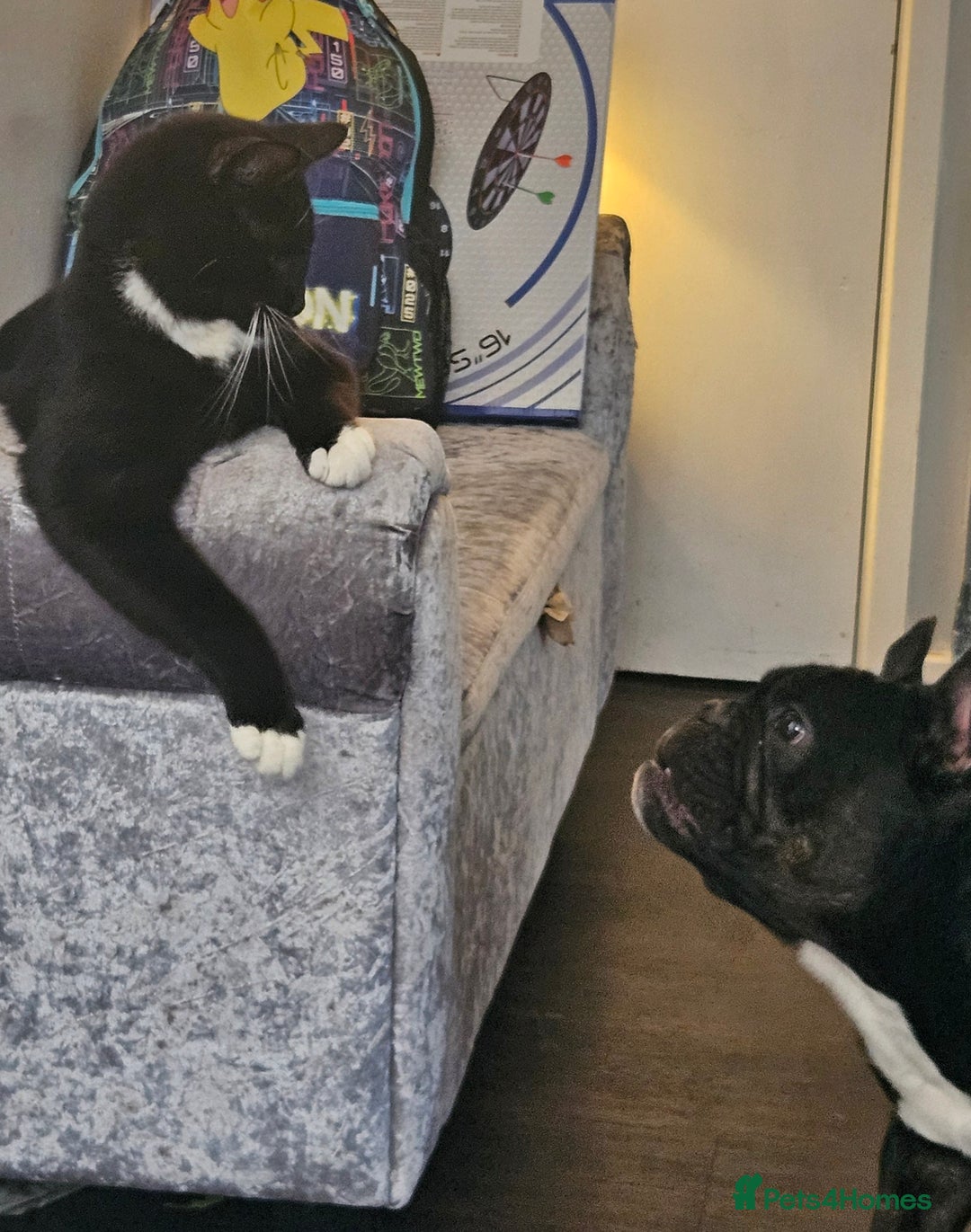 French Bulldog dogs for sale: Male French bulldog - Advert 3