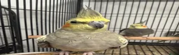 Mixed Breed birds for sale: Various Stunning Birds - Nationwide Delivery  in Newcastle upon Tyne - Advert 12