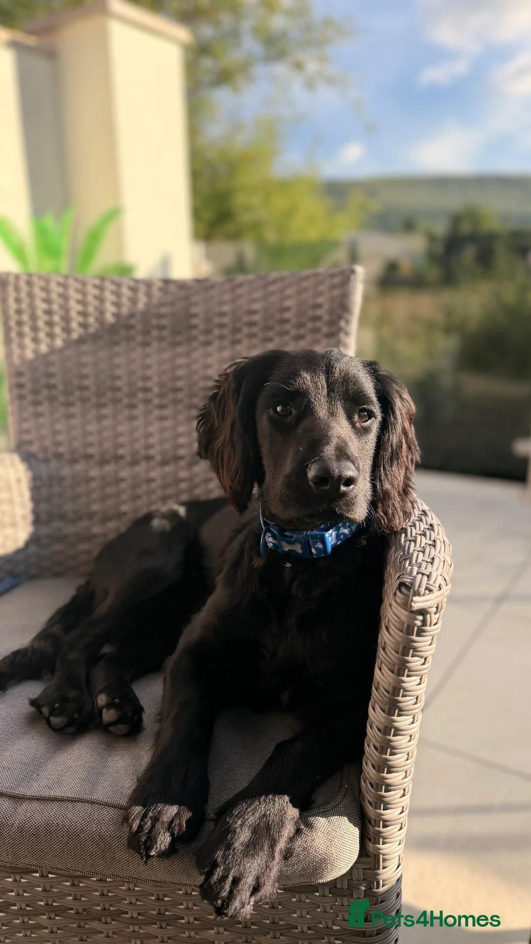 Cocker Spaniel dogs for sale: Cocker spaniel  - Advert 1