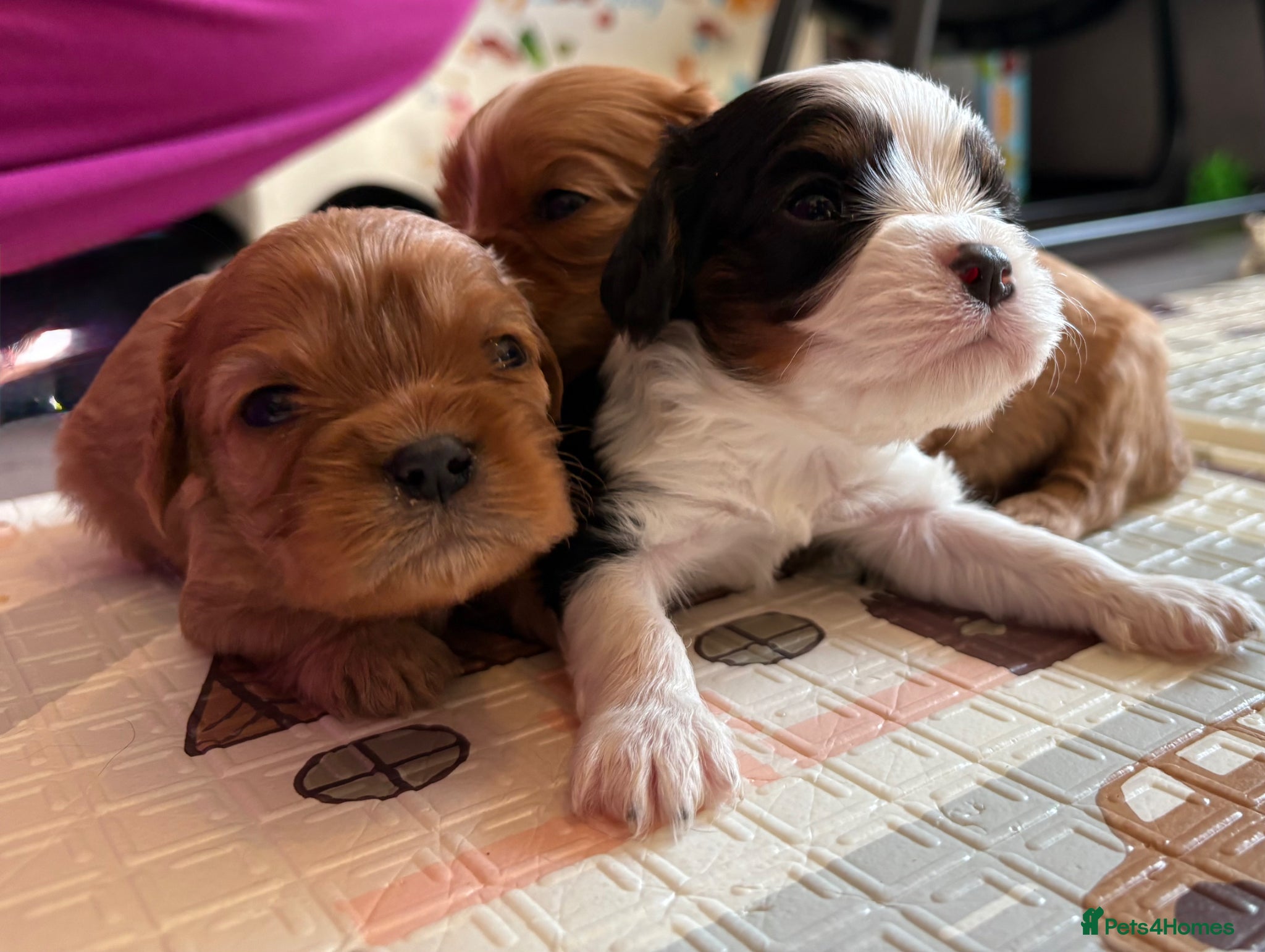 Cavalier King Charles Spaniel dogs Litter of 2 cavalier pups  - Advert 4