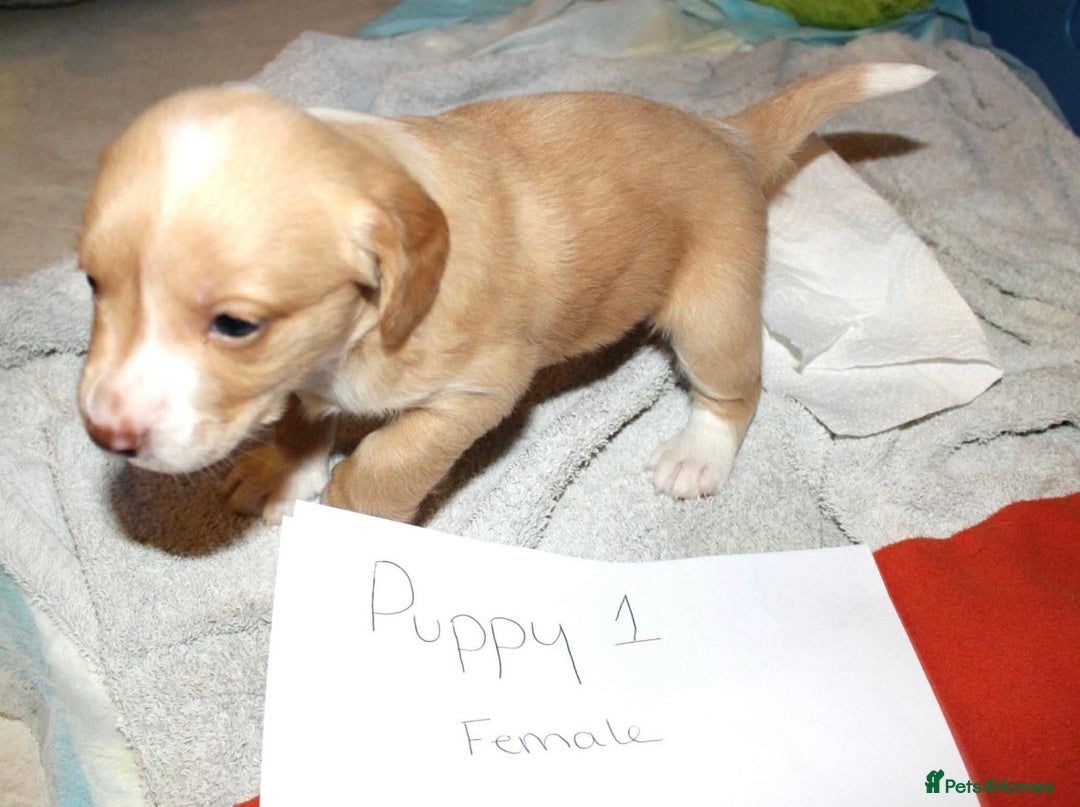 Cockerdor dogs for sale: Lovely Cockerdor puppies for sale  - Advert 11