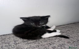 Mixed Breed cats for sale: Black and White Tuxedo Kittens Ready for New Homes - Image 4