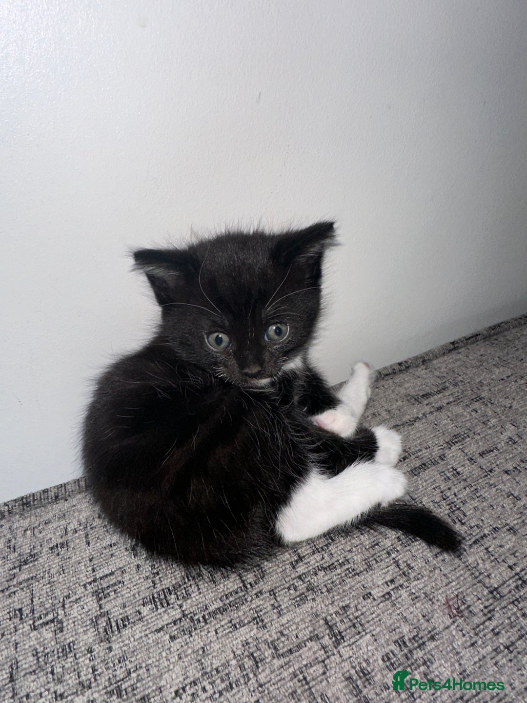 Mixed Breed cats for sale: Black and White Tuxedo Kittens Ready for New Homes - Image 4