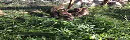 Ducks poultry for sale: Indian runner ducklings - Advert 2
