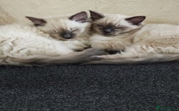 Ragdoll cats for sale: 2😻Ragdoll kittens 💕 - Image 7