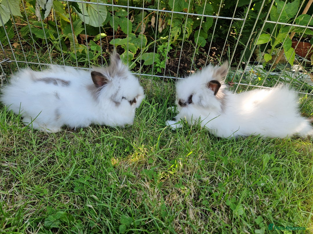 Lionhead rabbits for sale: Purebred Lionhead Rabbits  - Image 2