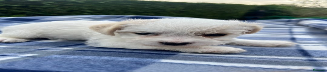 Mixed Breed Puppy 3