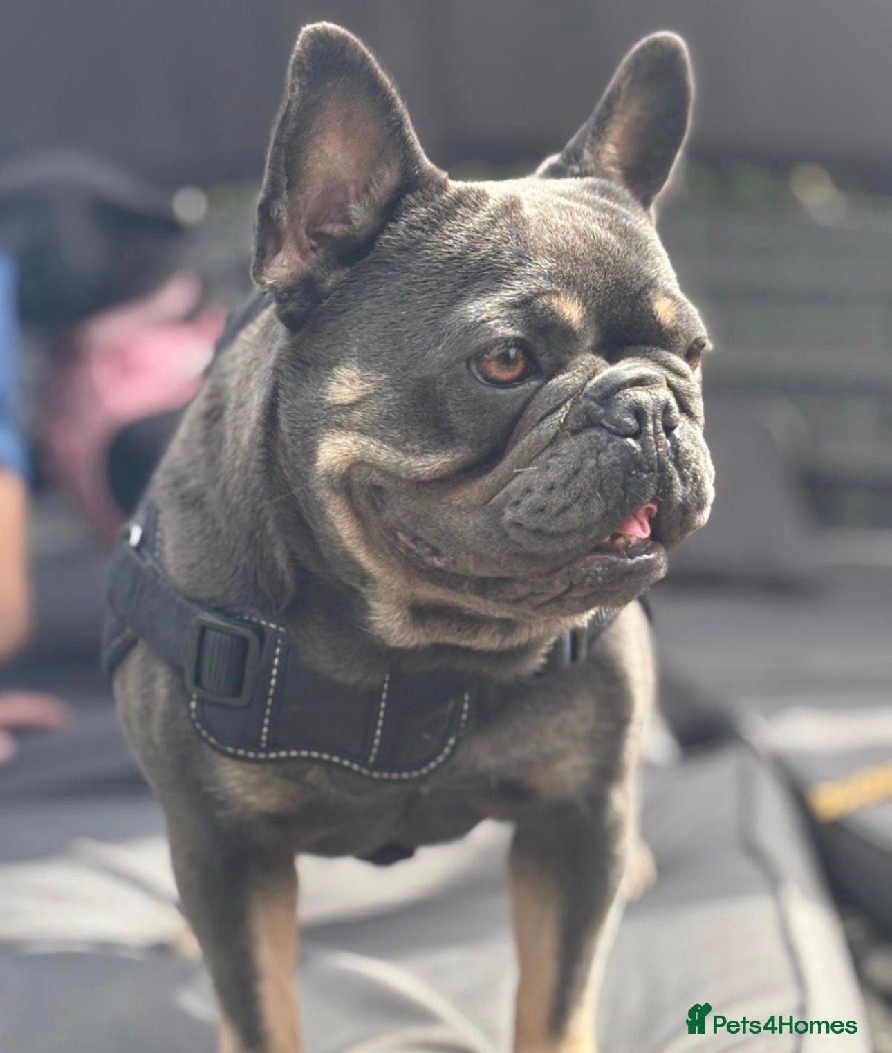 Mixed Breed dogs Frenchie X Pomsky Pups For Sales  - Advert 7