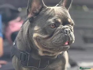 Mixed Breed dogs Frenchie X Pomsky Pups For Sales - Advert 8