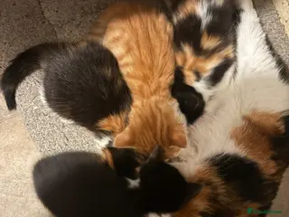 Mixed Breed cats 4 gorgeous kittens - Advert 5