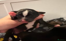 Mixed Breed dogs for sale: French bulldog/terrier cross  - Image 5